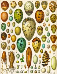 Ilustración de huevos