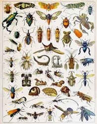 Ilustración de insectos c.1923