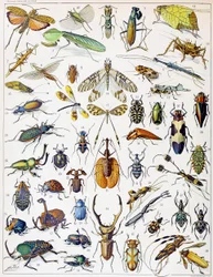 Ilustración de insectos c.1923