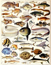 Ilustración de peces marinos c.1923