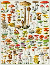 Ilustración de hongos c.1923