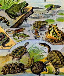 Ilustración de reptiles y anfibios