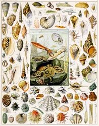 Ilustración de conchas marinas c.1923