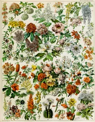 Ilustración de plantas con flores c.1923