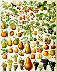Ilustración de frutas c.1923