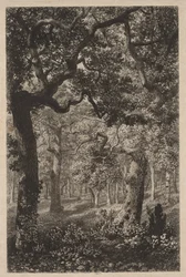 En el bosque