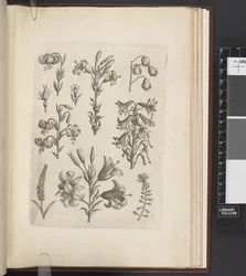 Ilustración de plantas, 