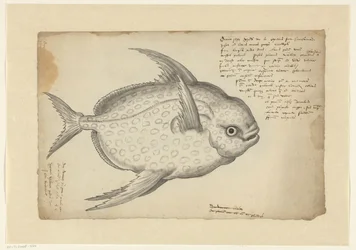 Pez rey (Lampris guttatus)