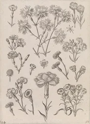 Narcisos