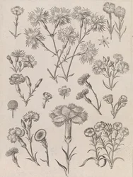 Narcisos
