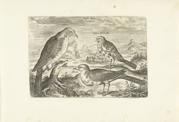 Tres pájaros en un paisaje Avium Vivae (título de la serie) Pájaros (título de la serie)
