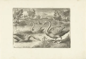 Tres cisnes en un estanque Pájaros (título de la serie) Avium vivae (título de la serie)
