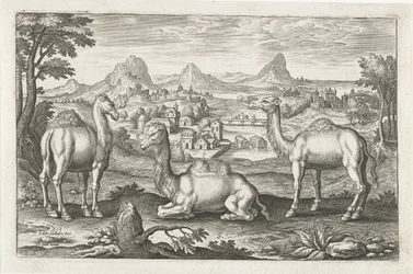 Dromedarios y un camello Animales de cuatro patas (título de la serie) Animalivm Qvaddrvpedvm (título de la serie)