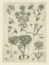 Sweet William y otras flores Florilegio (título de la serie)