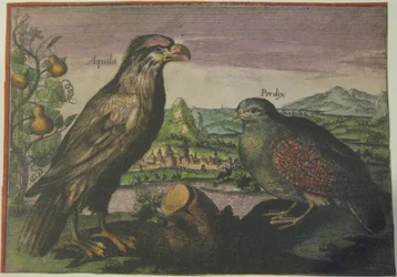 Águila y perdiz, Iconotheca Valvasoriana