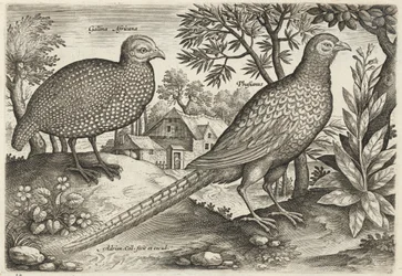 Gallina de Guinea y faisán