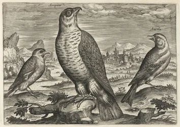 Halcón y gorriones