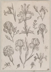 Iris