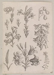 Lirios