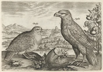 Perdiz y águila
