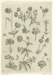 Ranonkels, primula en boterbloemen Florilegio (título de la serie)
