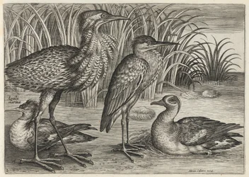Serreta, avetoro, garza y cerceta
