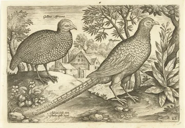 Dos gallinas en un paisaje. Avivm Vivae (título de la serie) Pájaros (título de la serie)