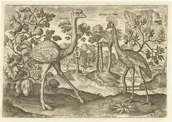 Dos pájaros no voladores en un paisaje Avium Vivae (título de la serie) Pájaros (título de la serie)