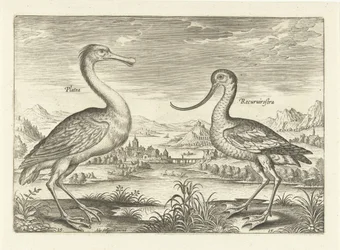 Dos aves zancudas en un paisaje fluvial Pájaros (título de la serie) Avivm Vivae (título de la serie)