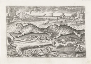 Dos focas y dos peces en la playa. Pesca (título de la serie) Iconos de Piscivm vivae (título de la serie)