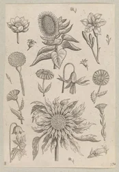 Dos girasoles