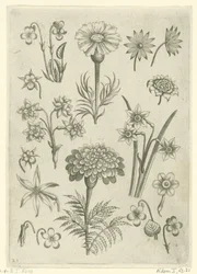 Diferentes flores, violetas y narcisos. Florilegio (título de la serie)