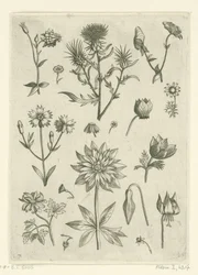 Varias flores, incluyendo aguileña y ciclamen. Florilegio (título de la serie)