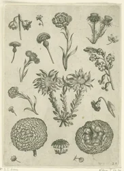 Varias flores, incluyendo crisantemo y cardo. Florilegio (título de la serie)