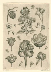 Varias flores incluyendo iris y violeta Florilegio (título de la serie)