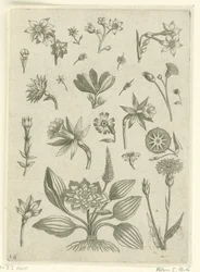 Varias flores, incluidos los narcisos de trompeta. Florilegio (título de la serie)