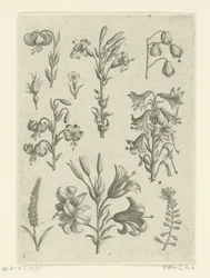 Cuatro lirios grandes y algunas flores más pequeñas. Florilegio (título de la serie)