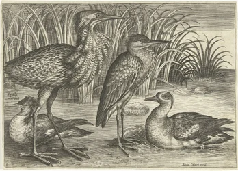 Cuatro aves zancudas a lo largo de la orilla de un río Pájaros (título de la serie) Avivm vivae (título de la serie)