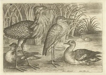 Cuatro aves zancudas a lo largo de la orilla de un río Pájaros (título de la serie) Avivm vivae (título de la serie)