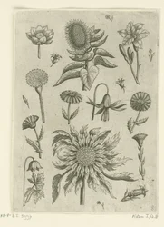 Girasol y otras flores. Florilegio (título de la serie)