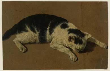 Gato tumbado con la cabeza entre las patas delanteras