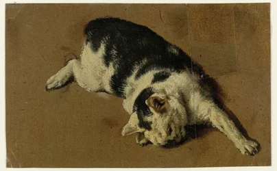 Gato tumbado de lado, con la pata delantera izquierda extendida