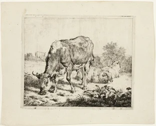 Toro pastando y tres ovejas