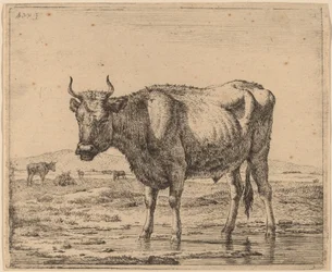 Toro de pie en el agua