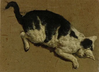 Gato desde arriba