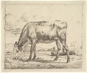 Ternero pastando, de Different Animals, 1658