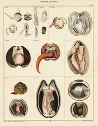 Anatomía de los moluscos bivalvos.,1841 (litografía)
