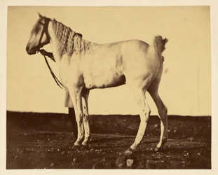 [Caballo]