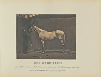 Meg-Merrillies