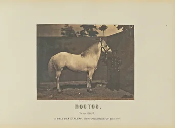 Ovejas